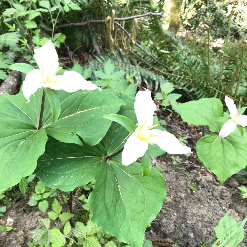 trillium